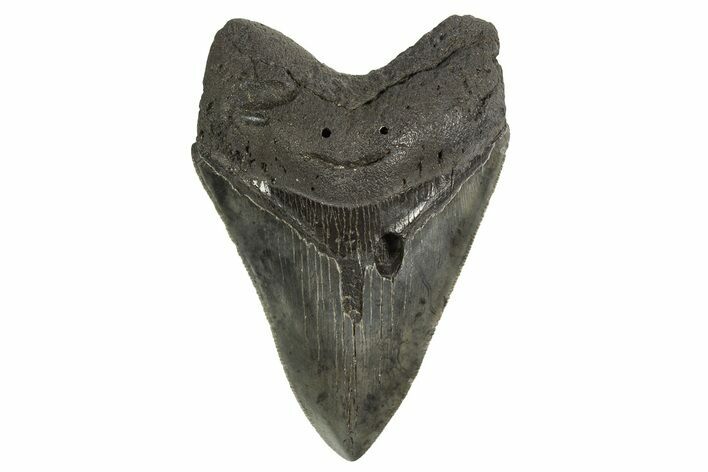 Serrated, Fossil Megalodon Tooth - South Carolina #321222